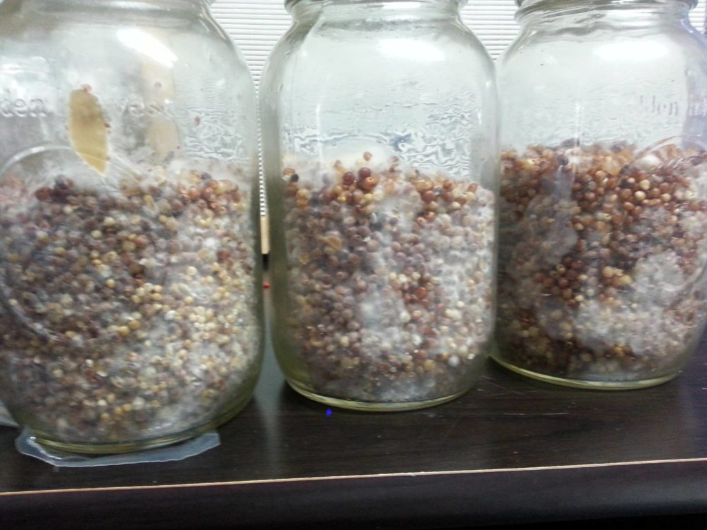 mycelium on grain