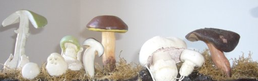 Mushroom Fruiting Body