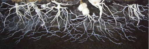 Mushroom Mycelium Root Structure